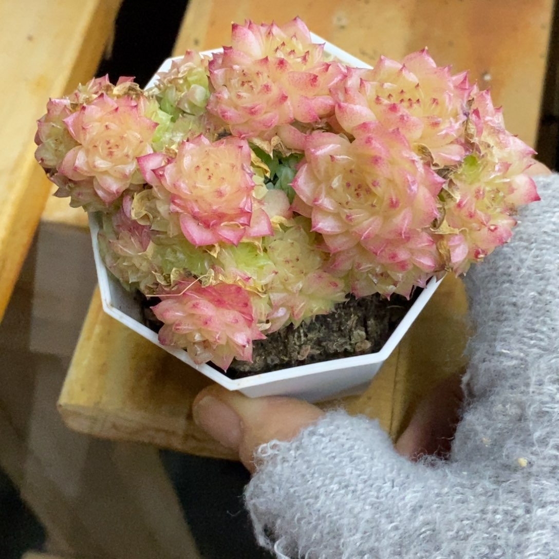 精品多肉一物一拍不包整251