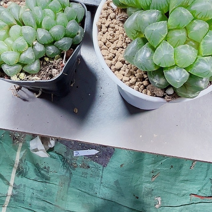 龙****?特价玉露多肉植物6666