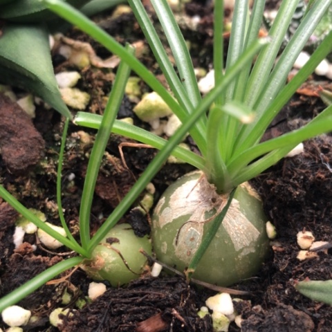 块根多肉植物盆栽