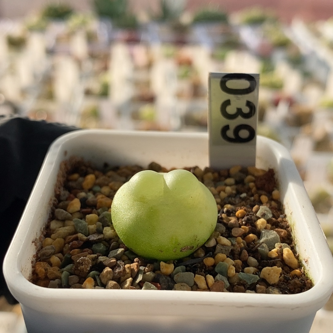 一物一拍拉登母本尺寸2.1