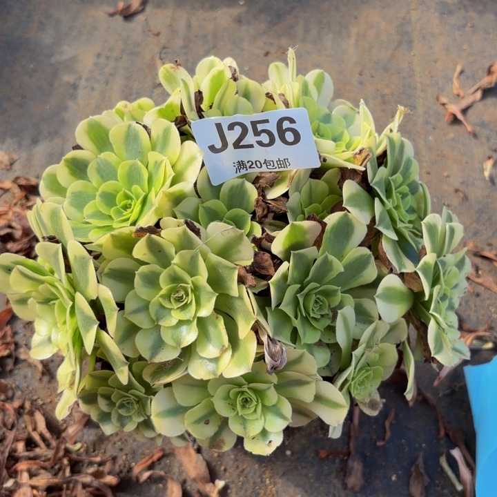 瑞妈多肉植物，256绿豆沙