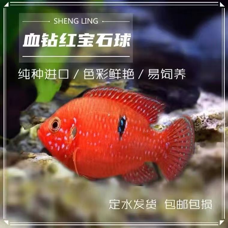 红宝石观赏鱼 乌市发货 淡水观赏鱼小型热带鱼大型冷水鱼疆内包活