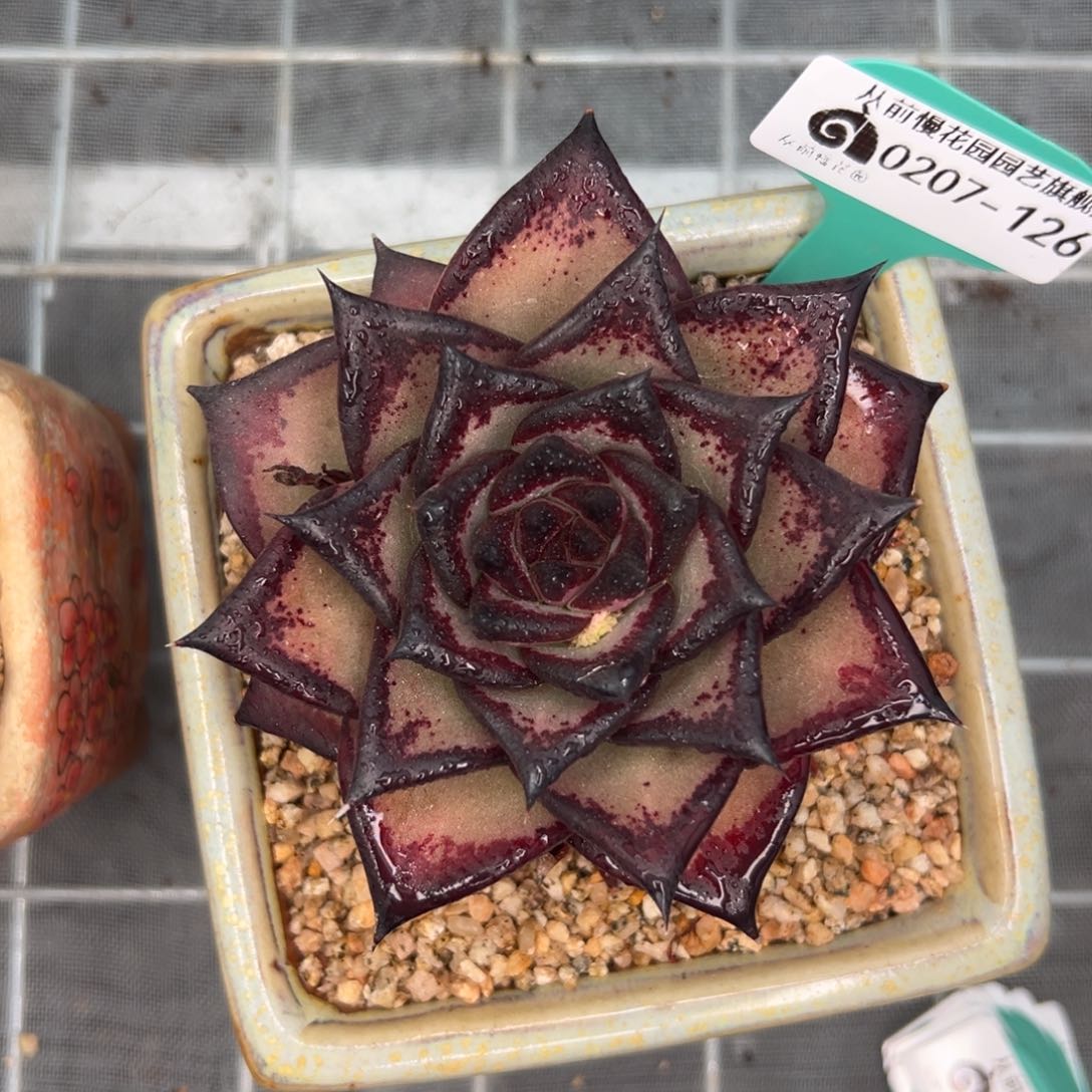 多肉一物一拍0207-126