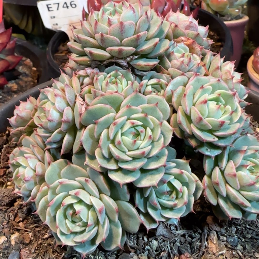 丸叶玫瑰本吧一物一拍包装收缩花旱