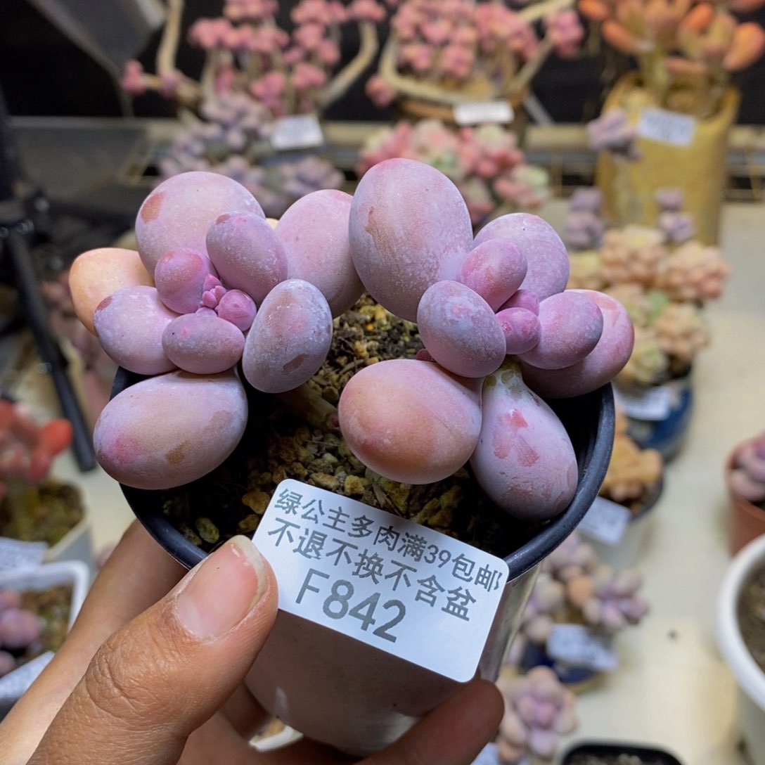 842蛋黄奶多肉7c m