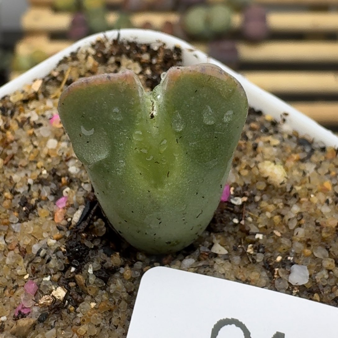 440哈哈哈母本空蝉