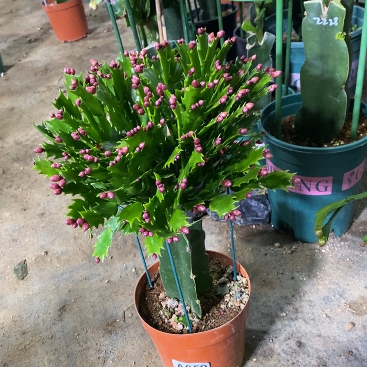 当前无花栽培后可以开花泓*959加勒比