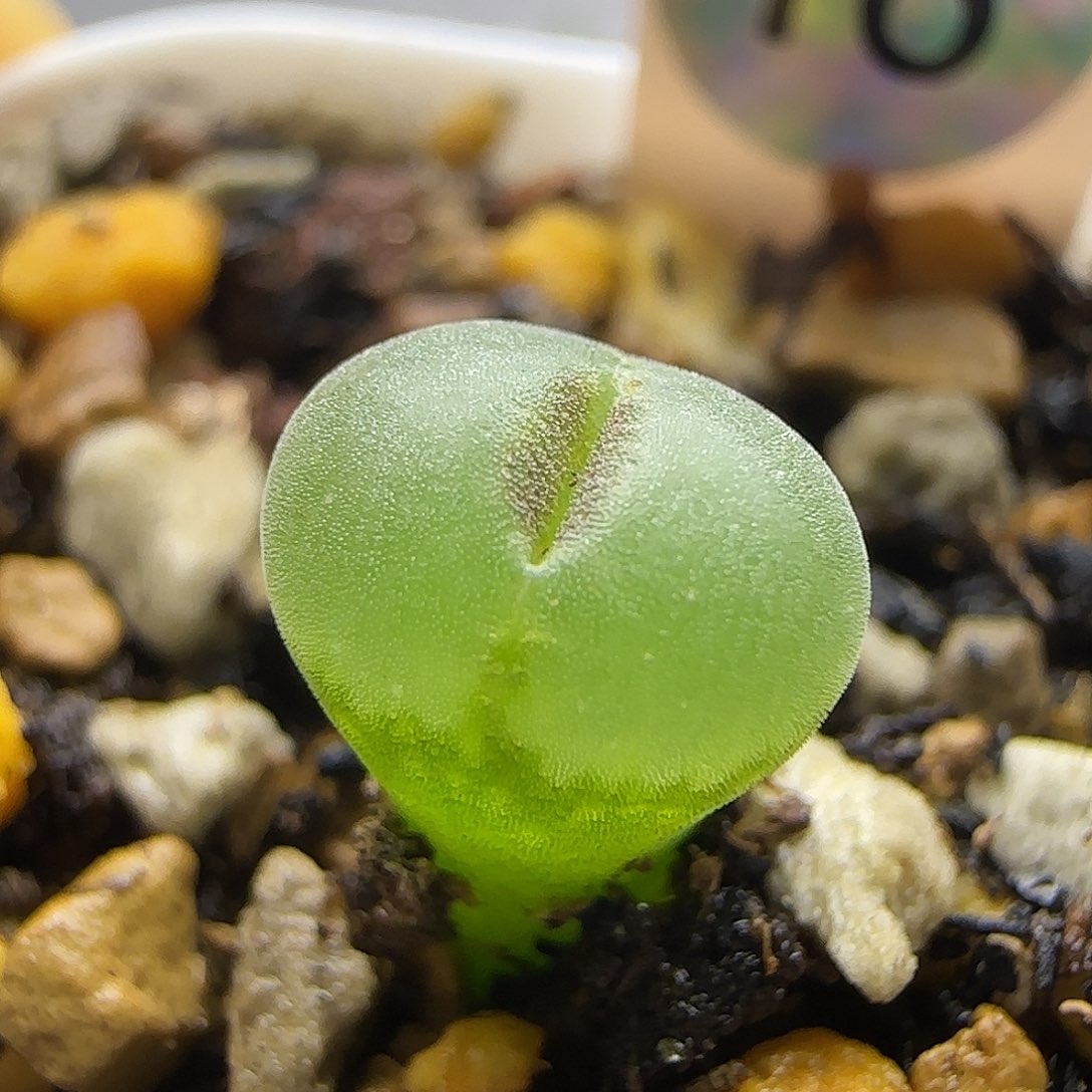 16粉红女郎母本一物一拍