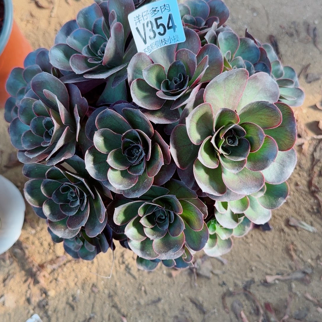 魅金玫瑰发师354冠幅22