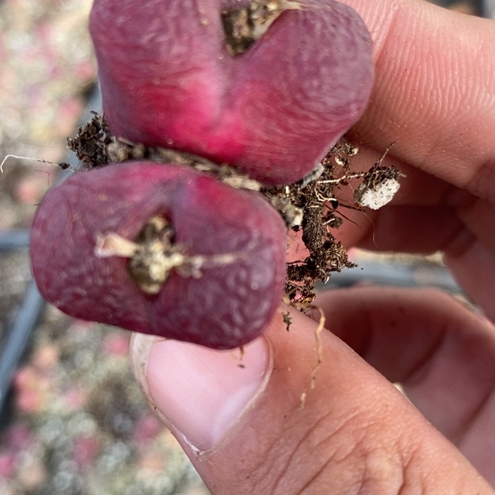 437一颗一颗一颗