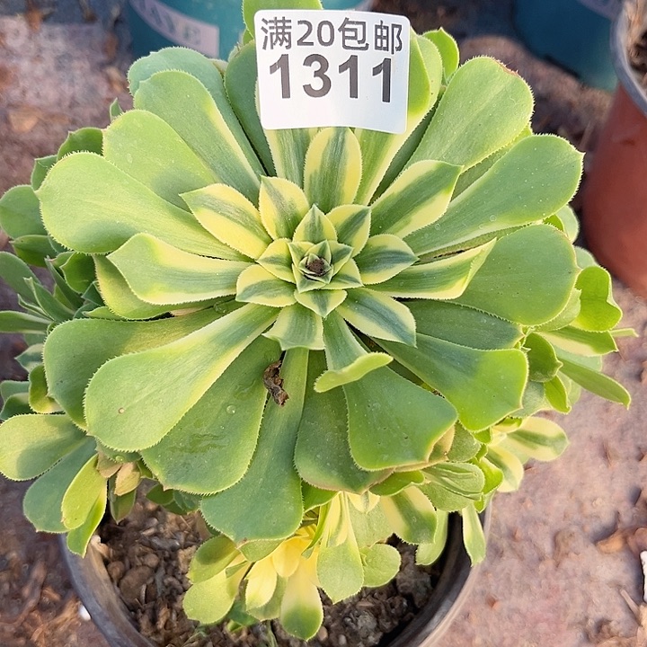 贞***上一颗辛尼亚法师1311