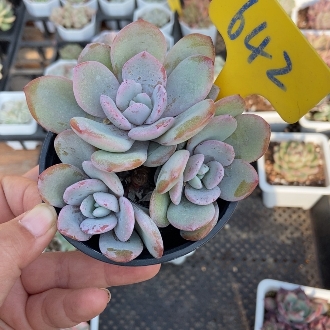 642奶茶多肉植物多肉