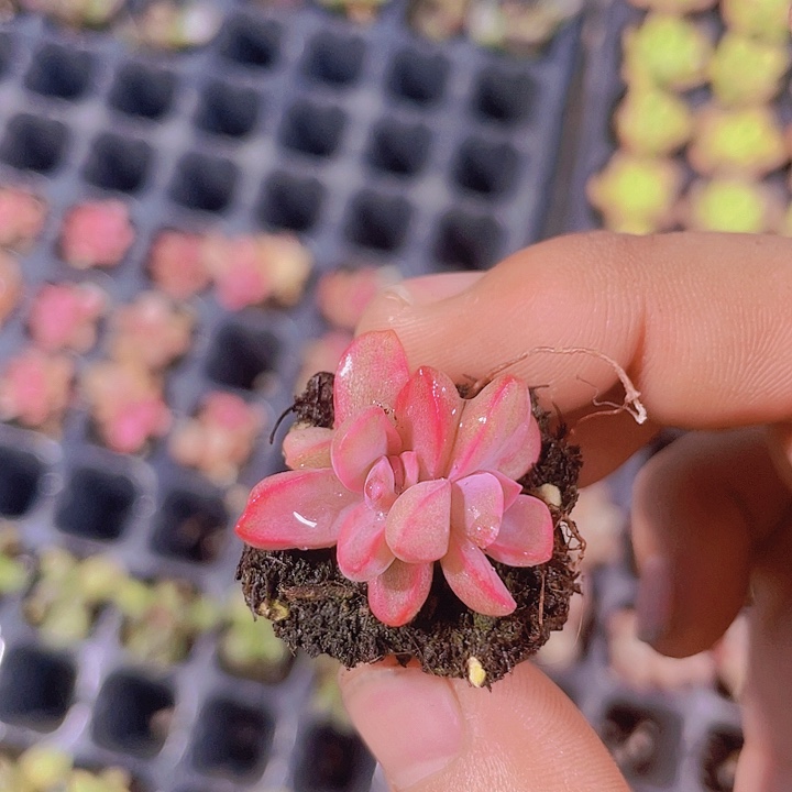 石化彩虹糖拉丝锦【满10颗包邮】