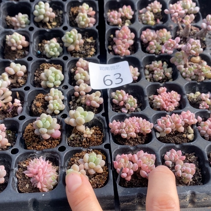 63 多肉植物盆栽花卉