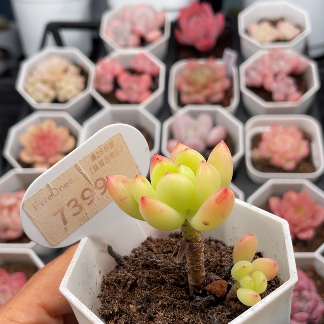 春萌7399-4.5厘米