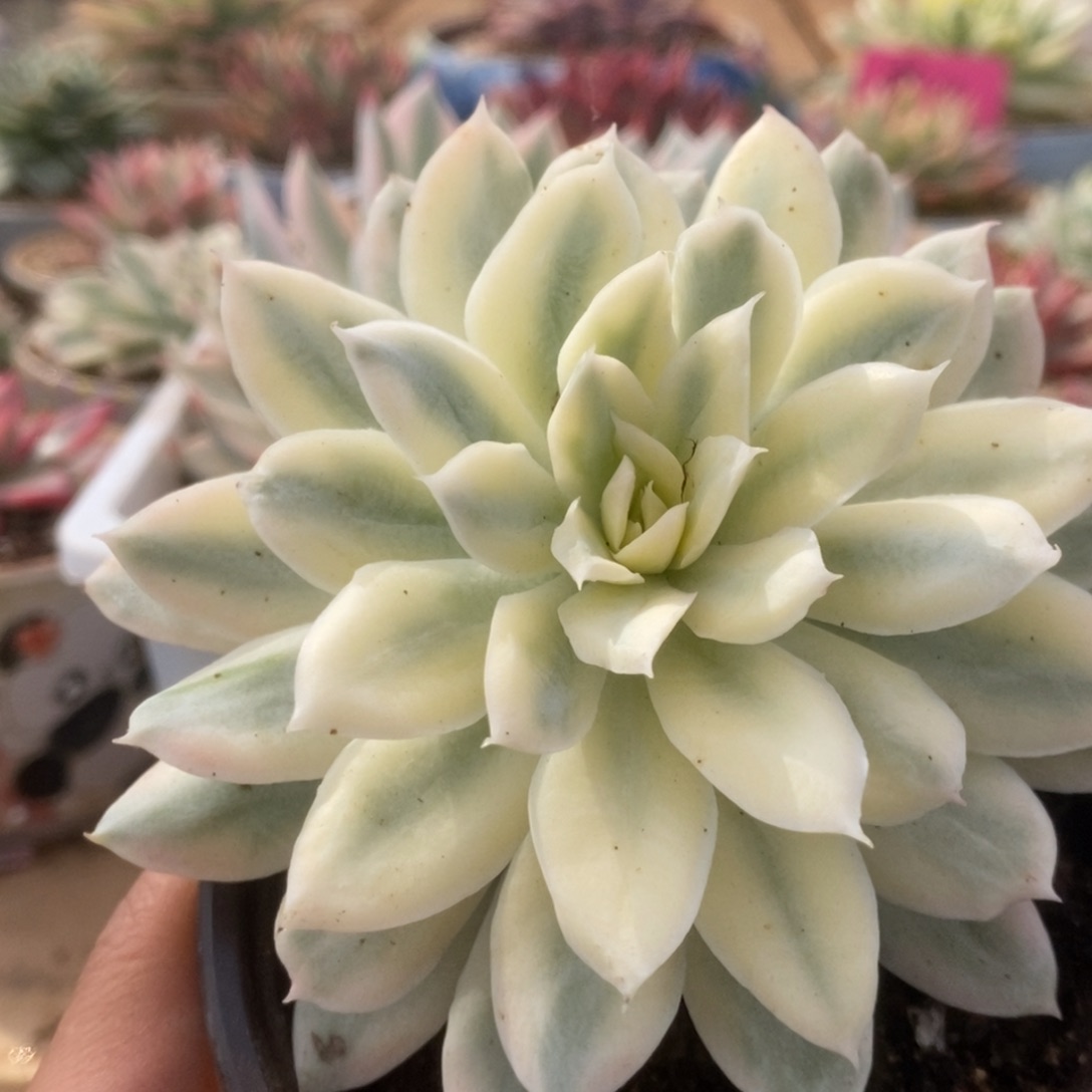 202火焰杯锦锦锦锦锦锦锦