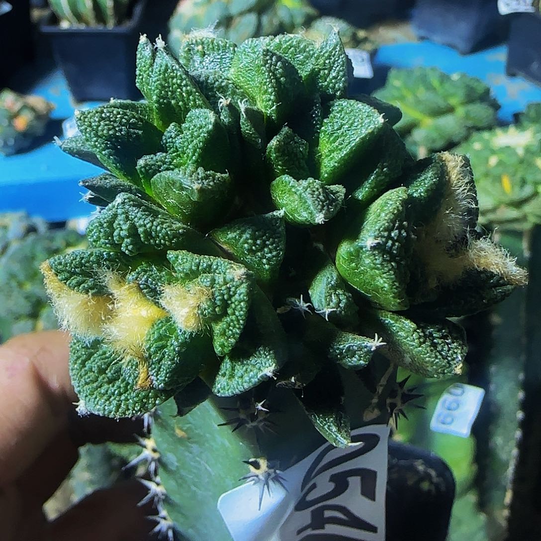 辛顿牡丹群头054