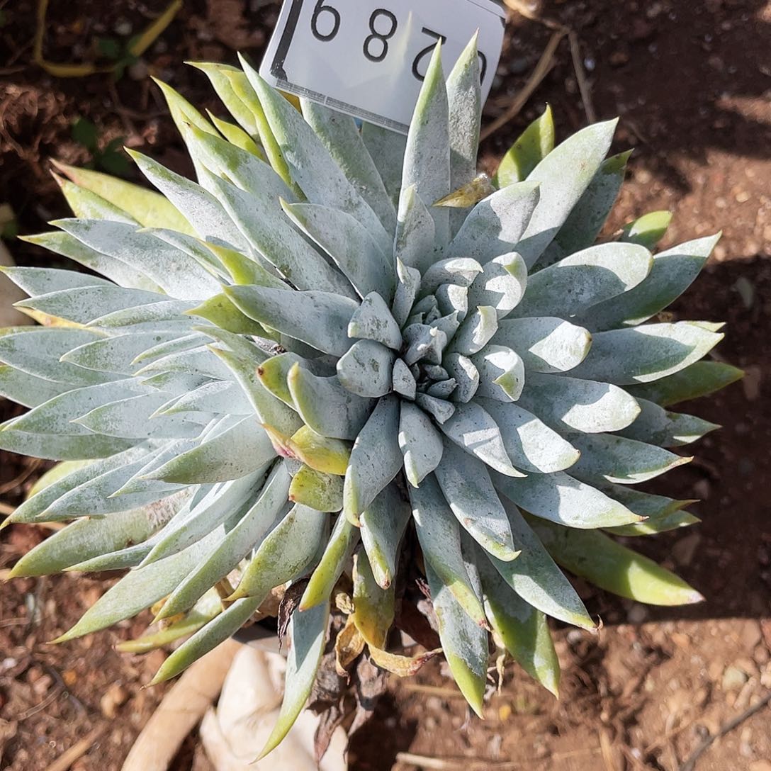 雪山老桩多头0289