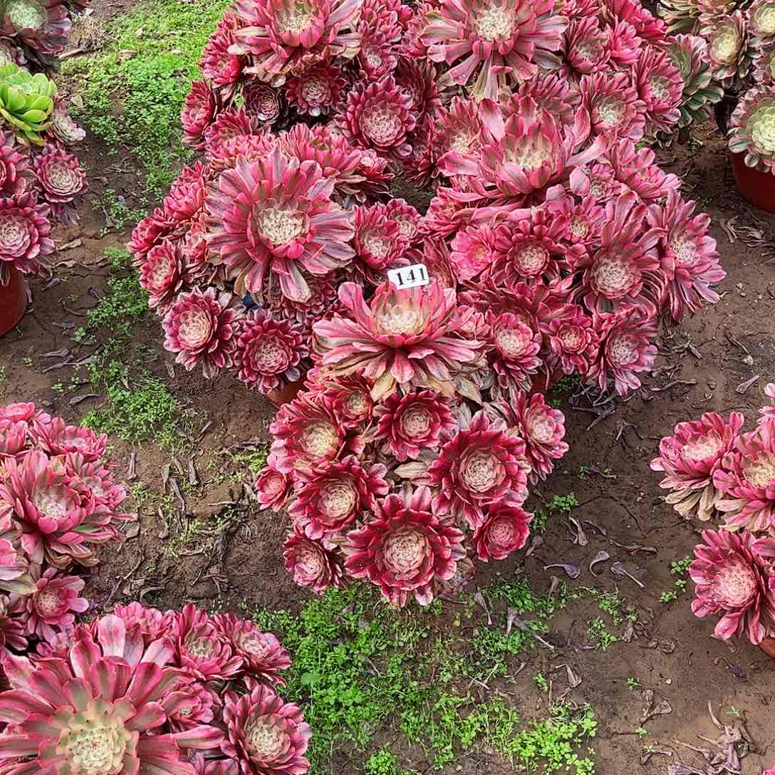 K****鼻多肉植物组合白月光寄养141