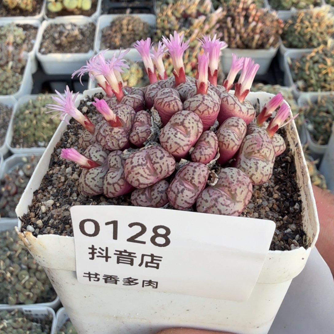 多肉              