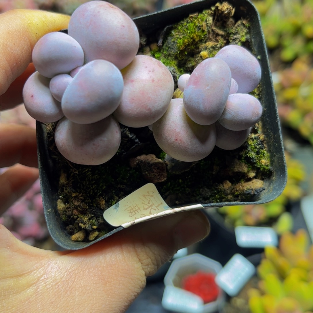 163芭比奶酪7厘米