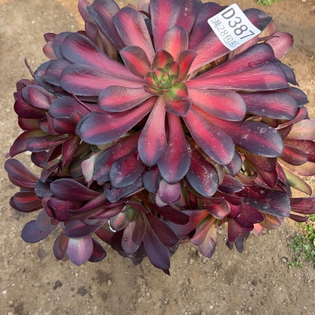 387多肉    花呐      