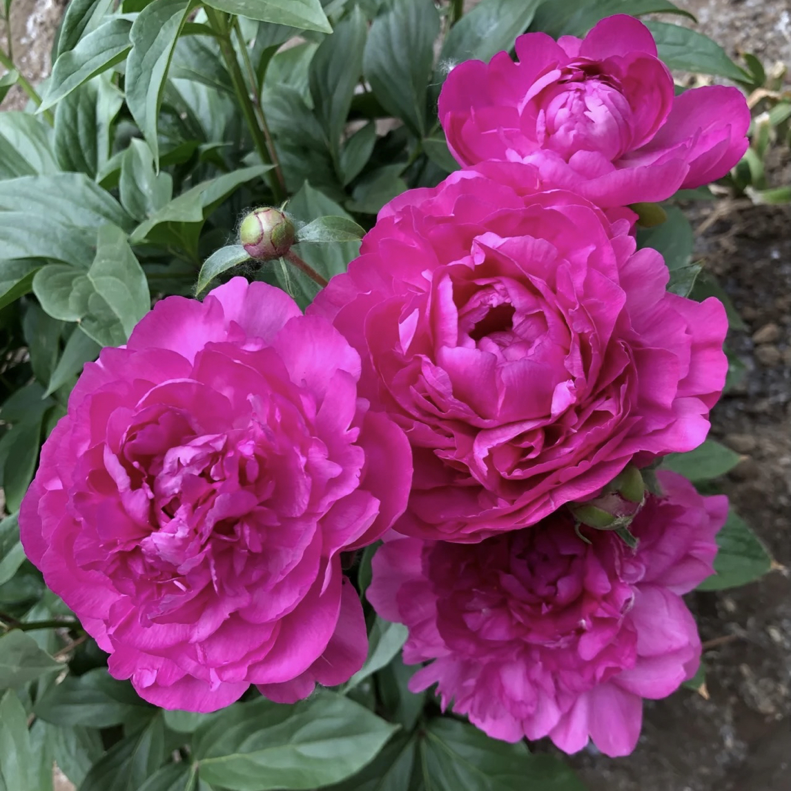【大富贵】菏泽基地直发种苗现挖适合种植