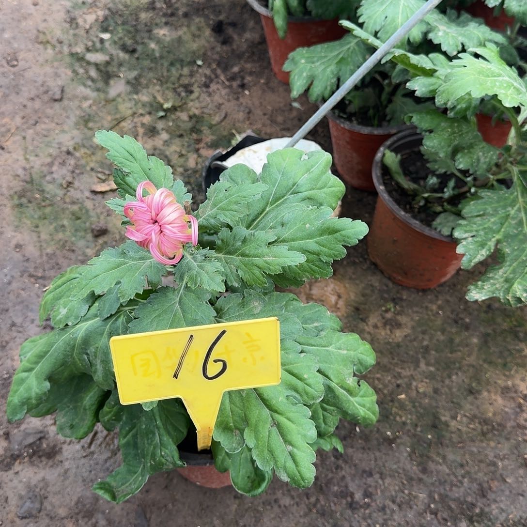 ·***·大部分花苞少量开放16草庵的梦