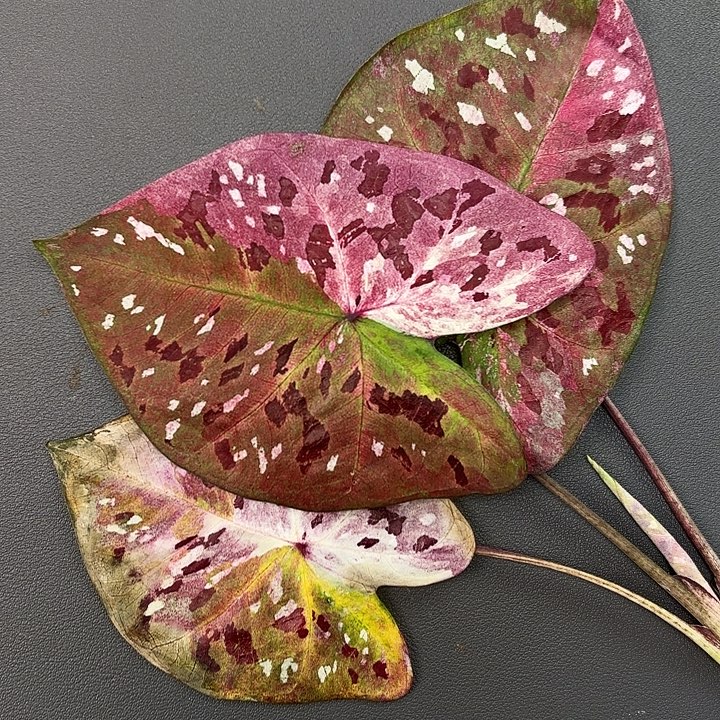 9-1205紫花脸广东现货