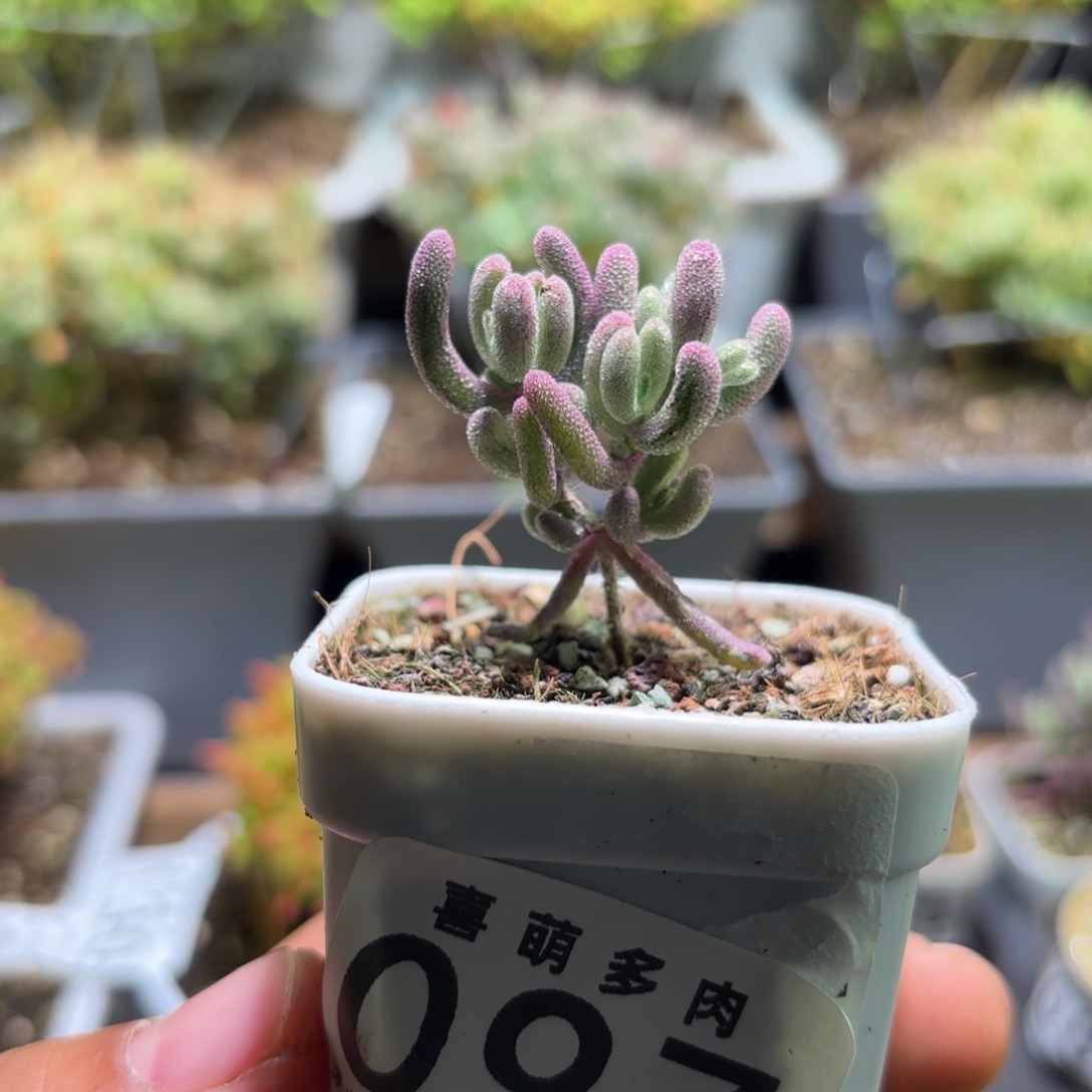 世***雪枝干番杏紫闪光拉丝097