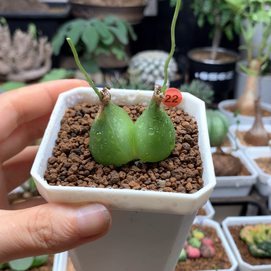 双头大苍角殿脱土