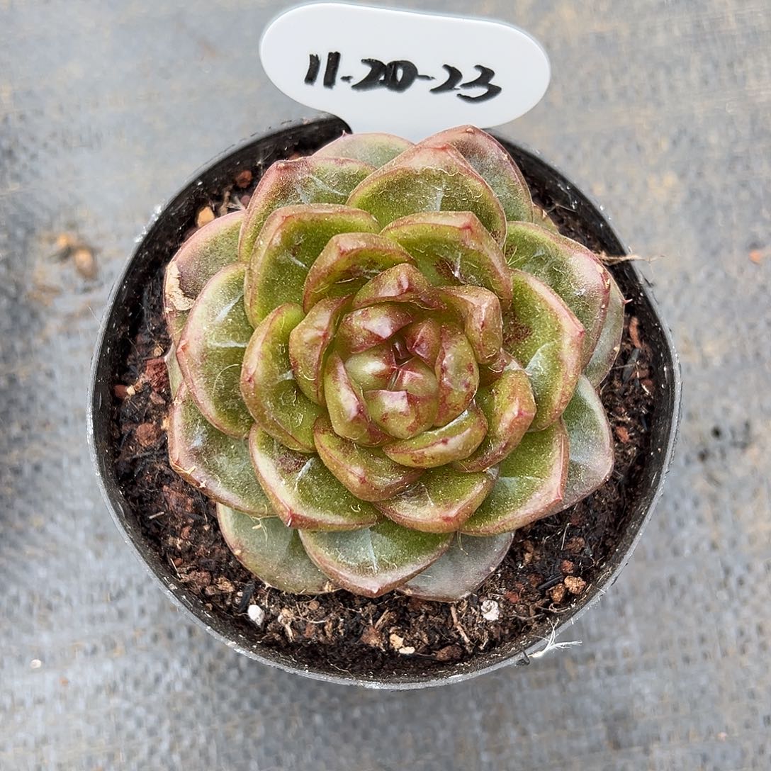 小***）1120-23加勒比海蓝