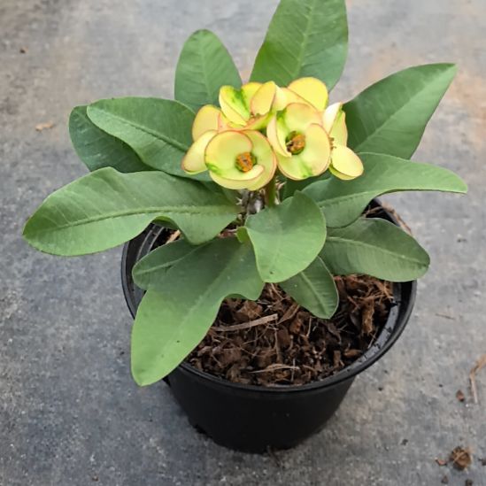 小***7完全开放绿宝石直播间一物一拍