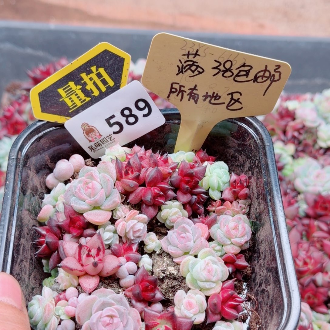 多肉植物多肉植物