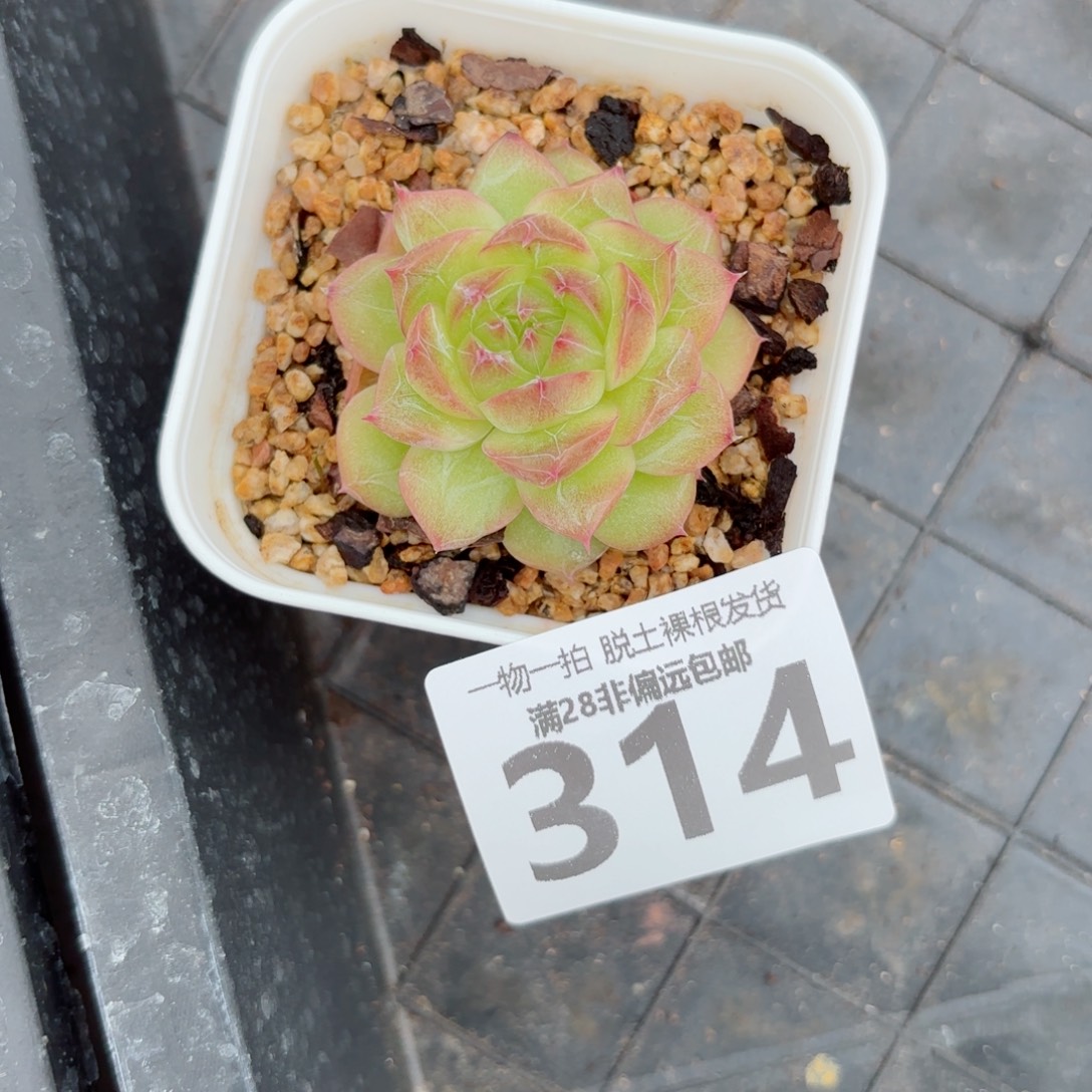 珍翡单头多肉多肉多肉