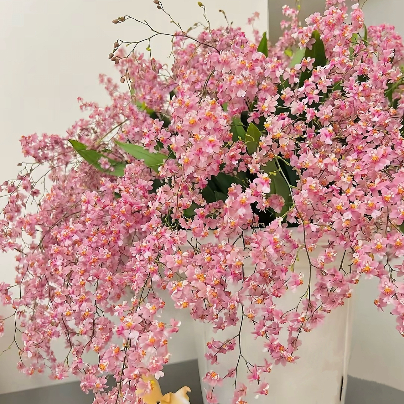 【粉色梦香兰】A级梦香兰（10支以上）精致爆花 带香味 耐寒 新手易养