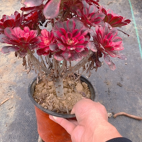 822香奈多肉植物