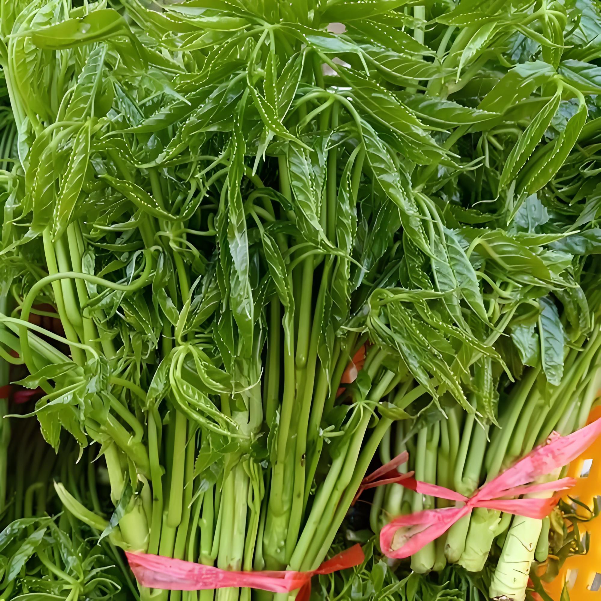 云南新鲜火镰菜鸡脚野菜