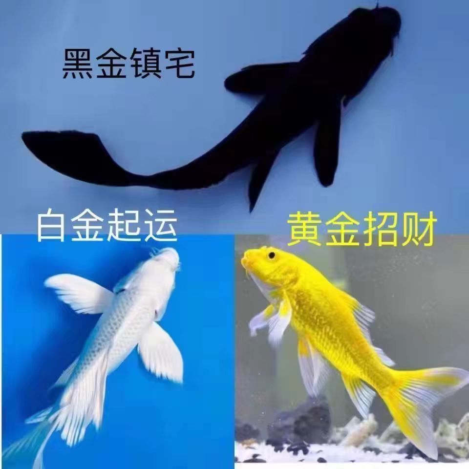 大草金多种花色锦鲤鱼活体冷水观赏鱼好养耐活小型淡水鱼