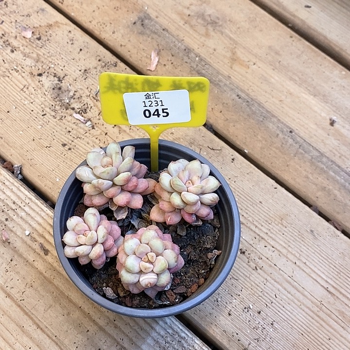 襄****子1231045孤品插排