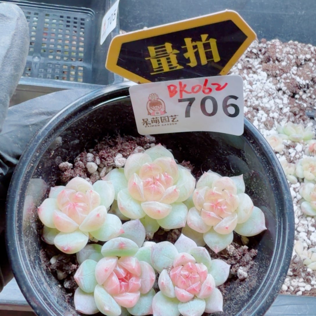 多肉植物多肉植物