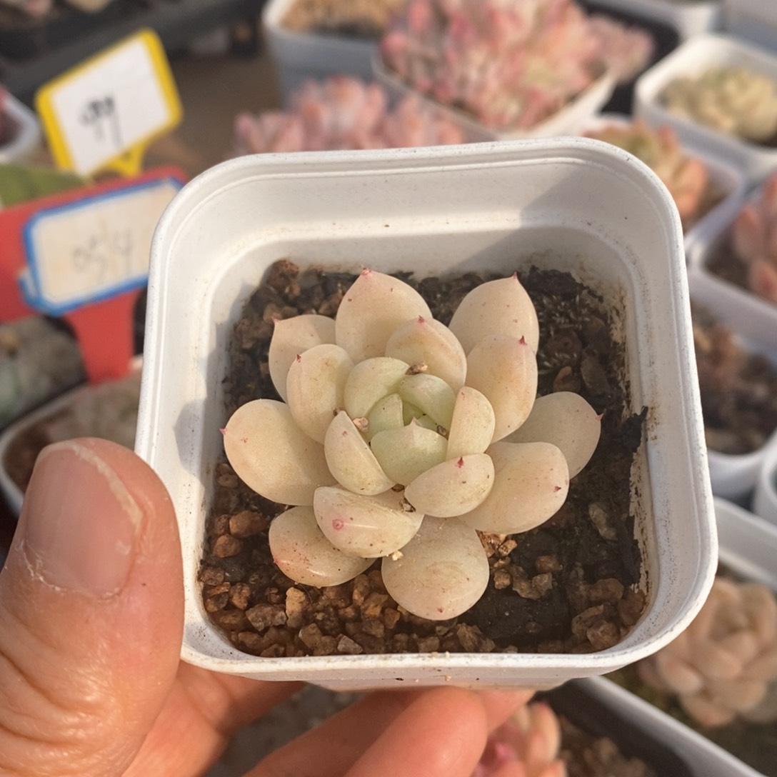 精品多肉一物一拍不包整168