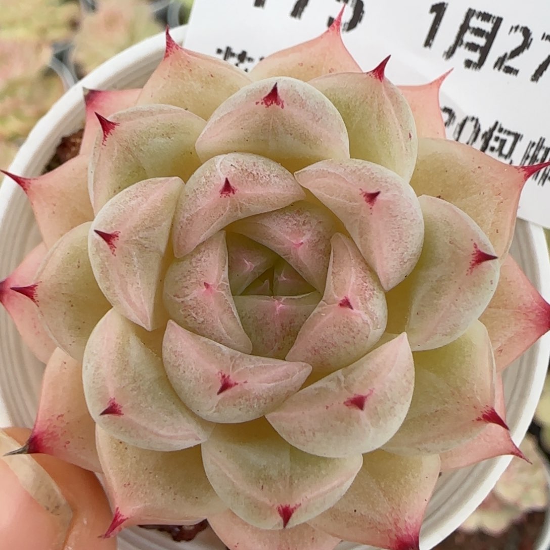 花语逸镜0127-175