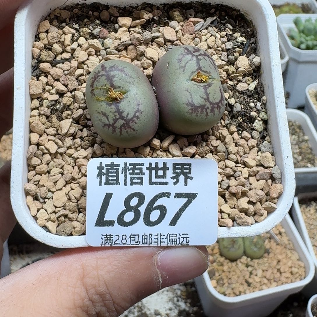 多肉植物的人生ghn
