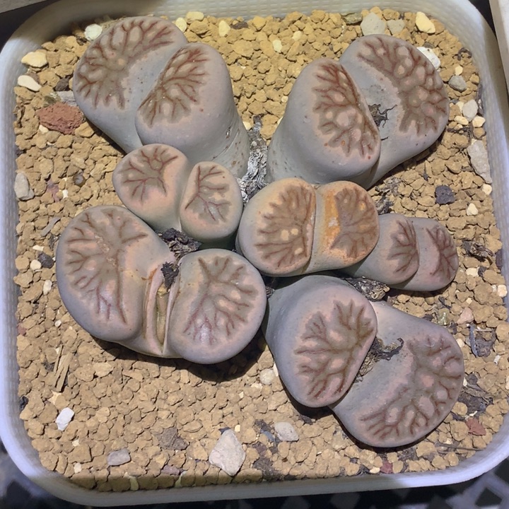 精品多肉植物7头菊化石