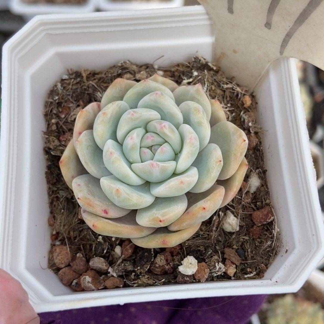 1991橙子锦多肉植物保护