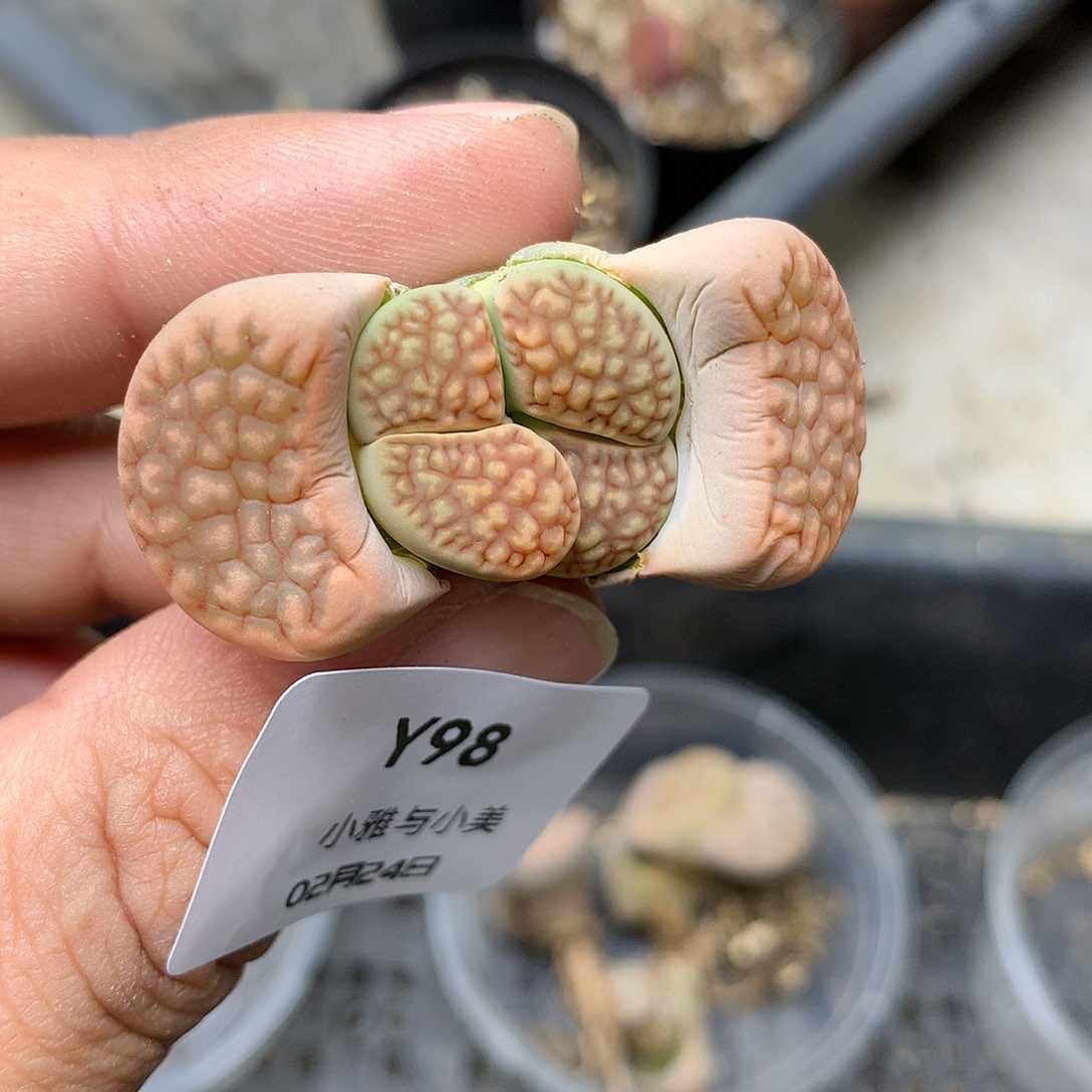 Y98多肉植物保护