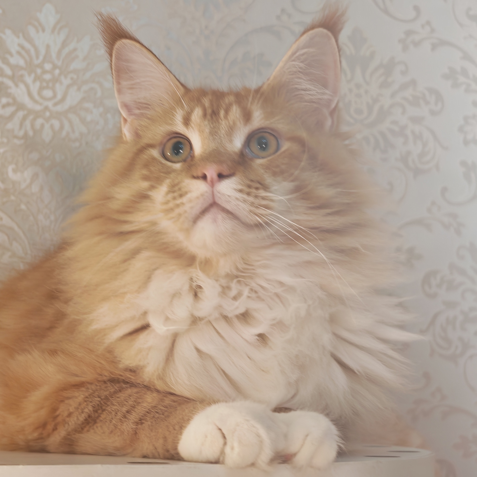 5月龄红虎缅因弟弟三针疫苗一芯一猫双血统包180天猫瘟传腹