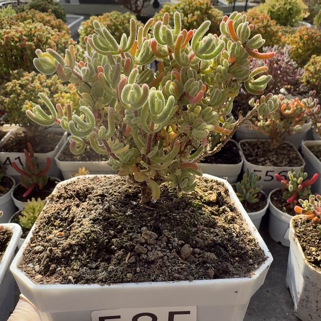 财***兔585橙叶白锦枝干一物一拍