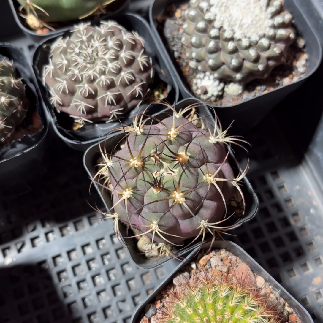 天子玉仙人球5㎝盆